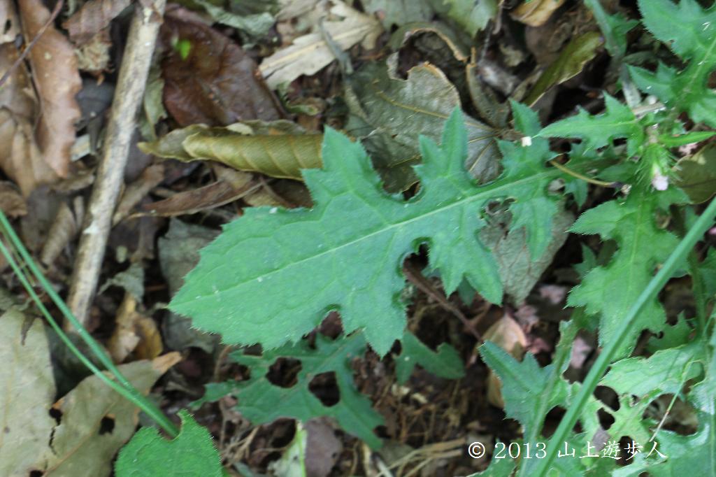 マウスホイールで拡大