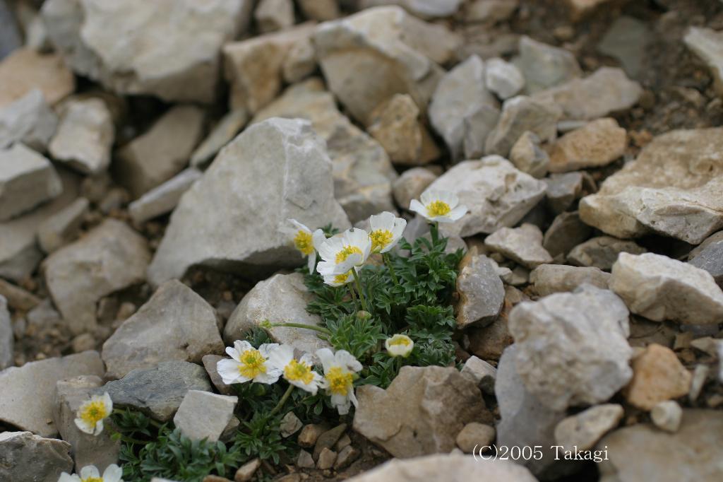 マウスホイールで拡大