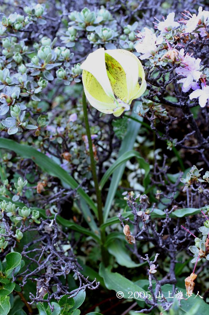 マウスホイールで拡大