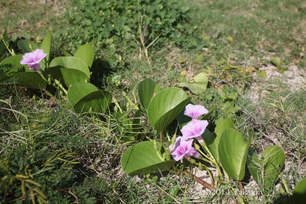 マウスホイールで拡大