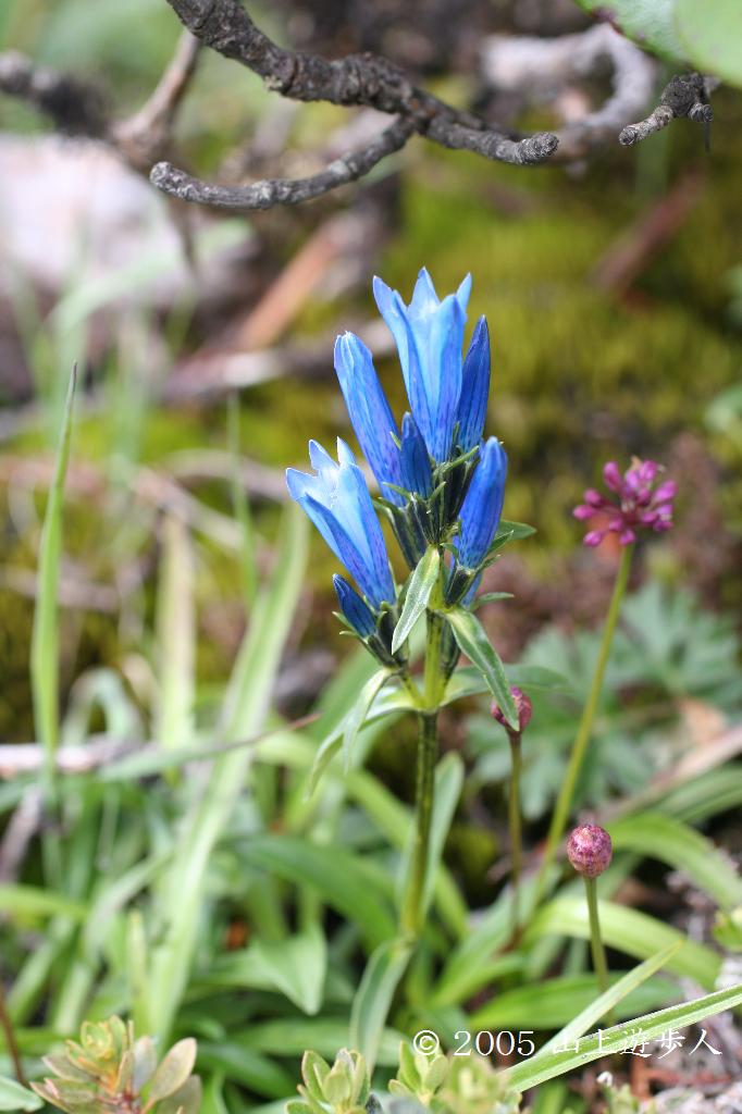 マウスホイールで拡大