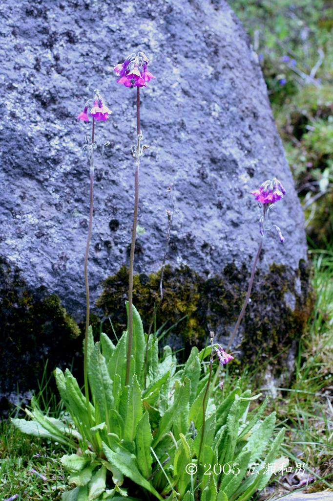 マウスホイールで拡大