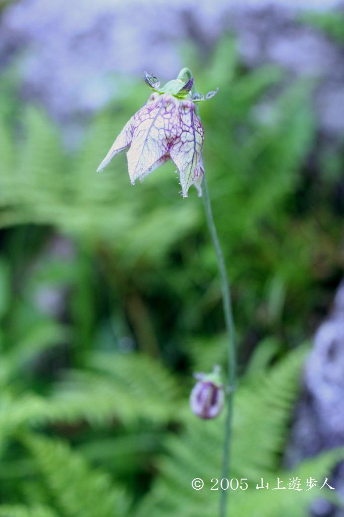 マウスホイールで拡大