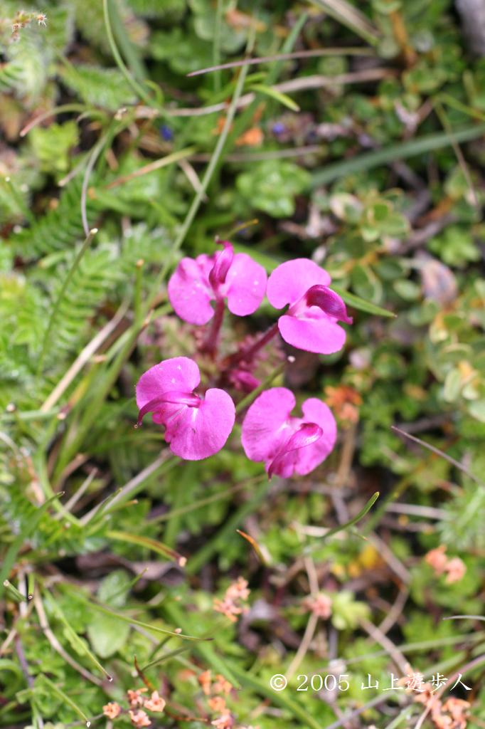 マウスホイールで拡大