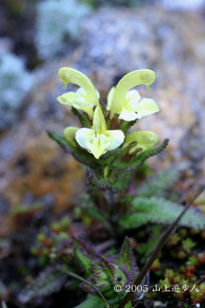 マウスホイールで拡大