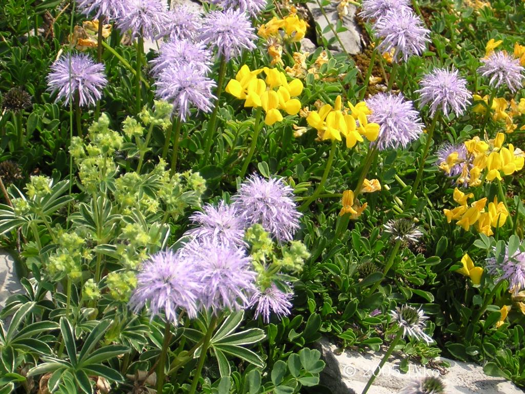 マウスホイールで拡大