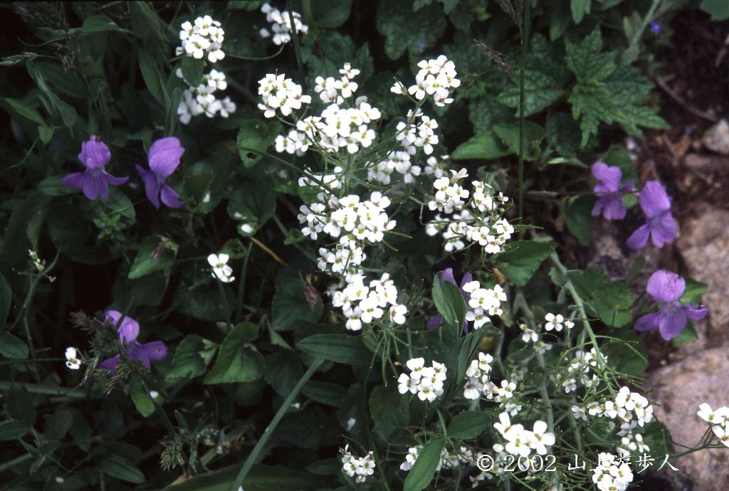 マウスホイールで拡大