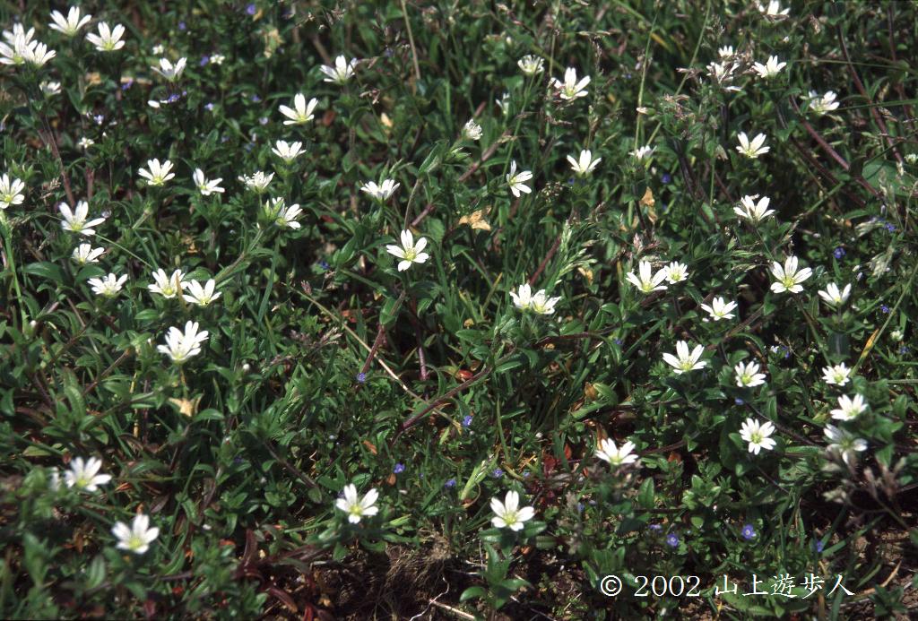 マウスホイールで拡大