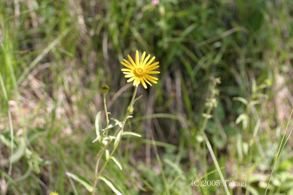 マウスホイールで拡大