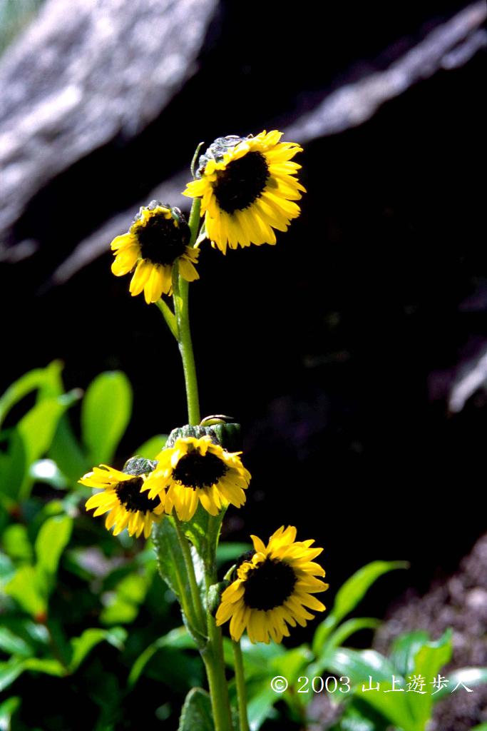 マウスホイールで拡大