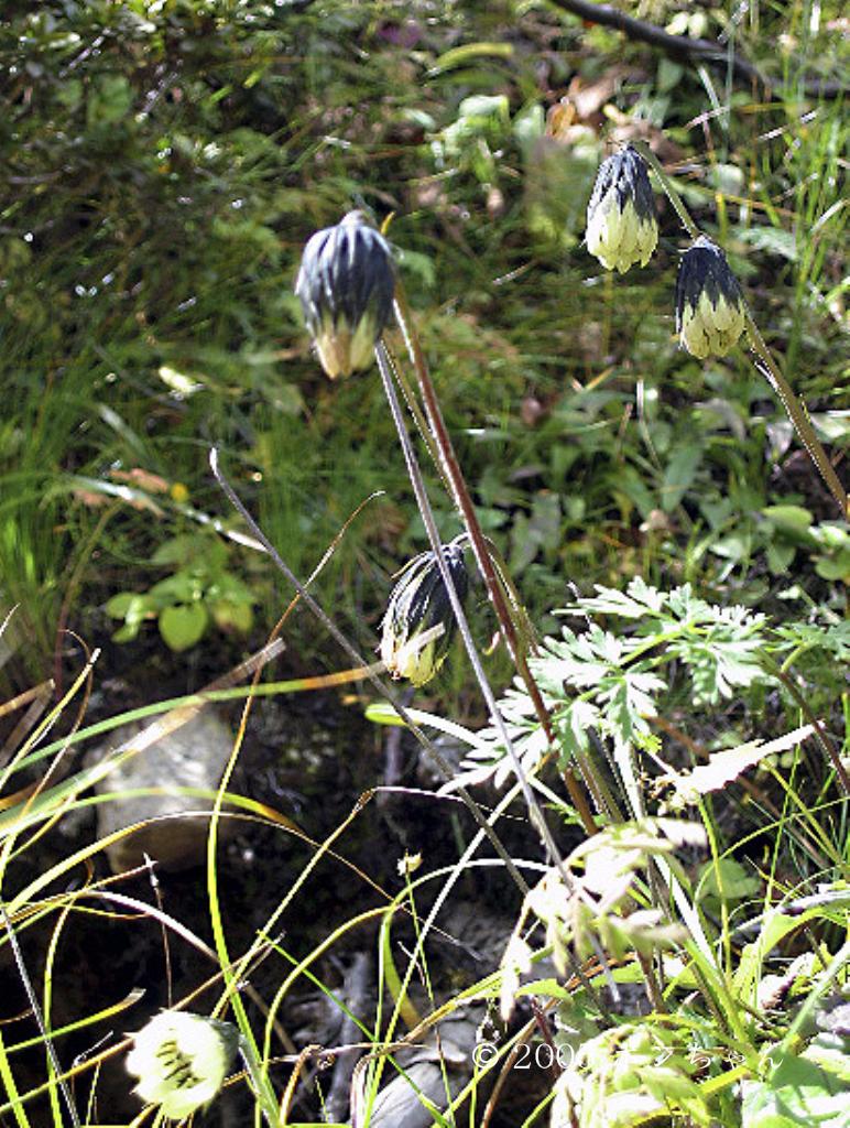 マウスホイールで拡大