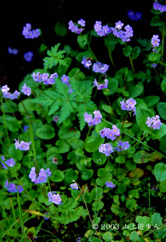 マウスホイールで拡大