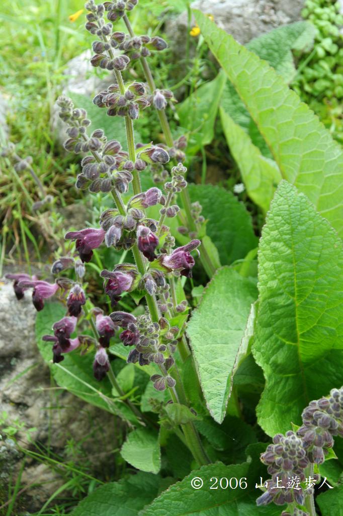 マウスホイールで拡大