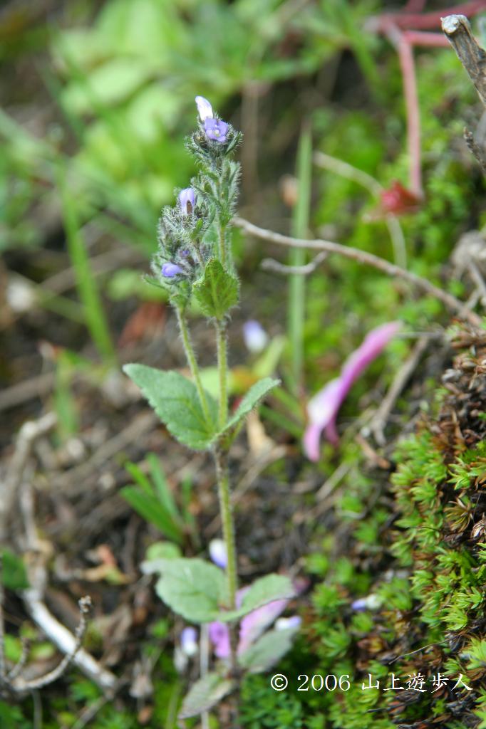 マウスホイールで拡大