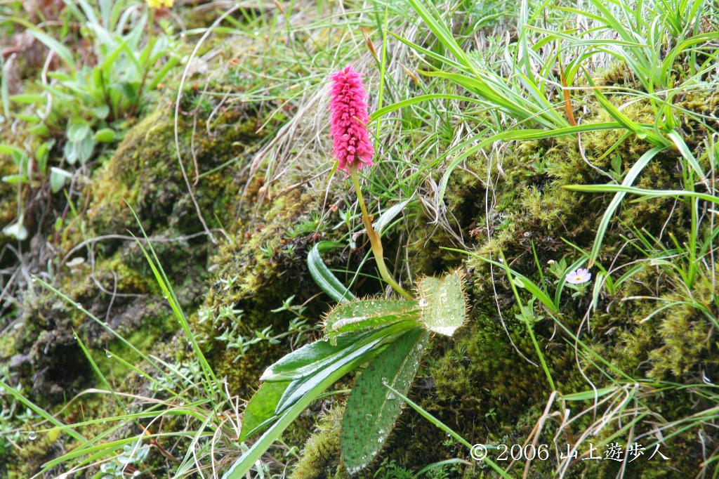 マウスホイールで拡大