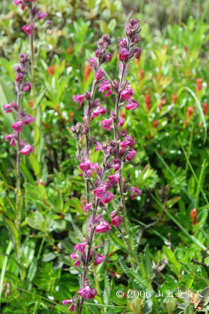 マウスホイールで拡大