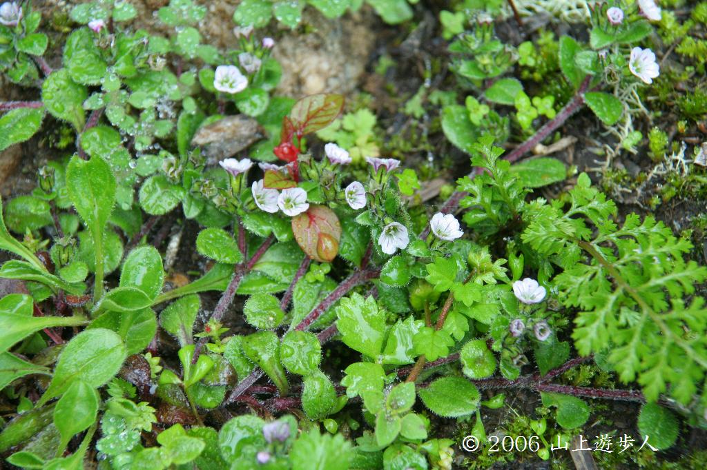 マウスホイールで拡大