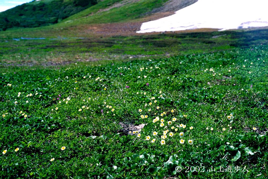 マウスホイールで拡大