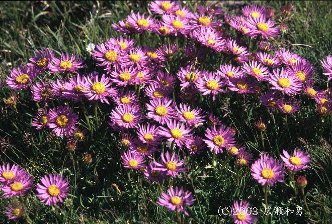 マウスホイールで拡大