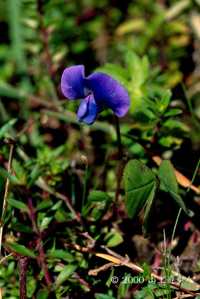 マウスホイールで拡大