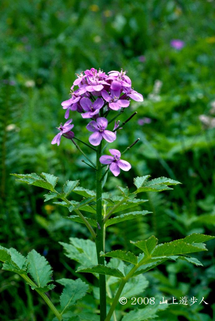 マウスホイールで拡大