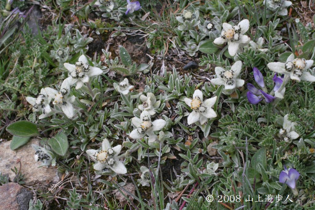 マウスホイールで拡大