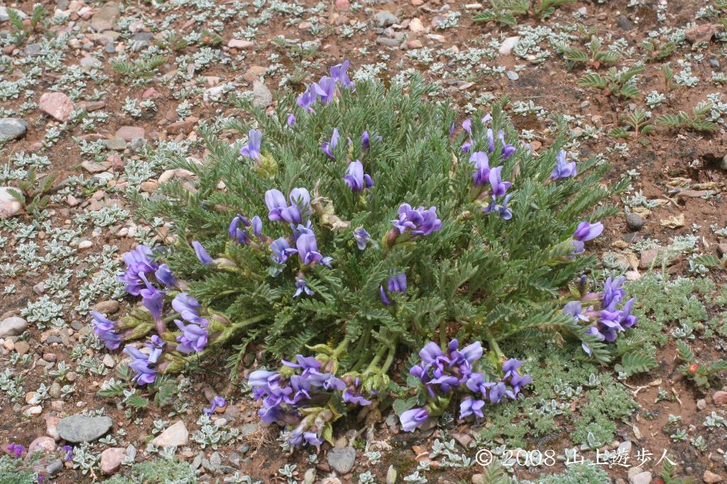 マウスホイールで拡大