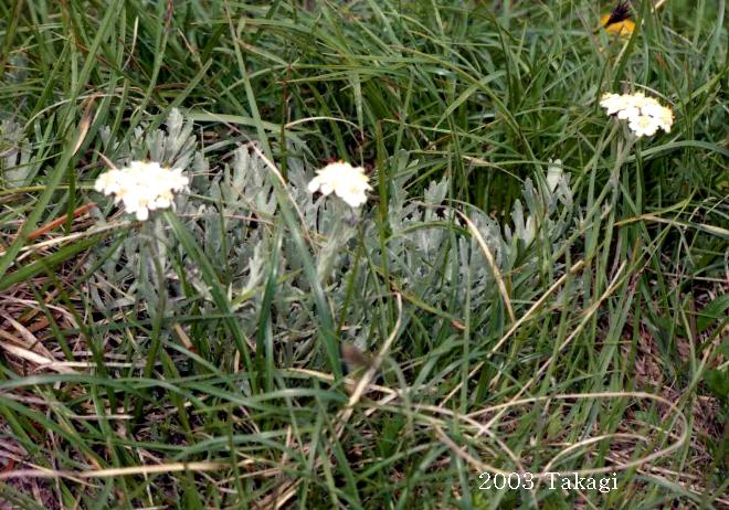 マウスホイールで拡大