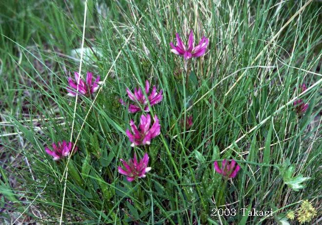 マウスホイールで拡大