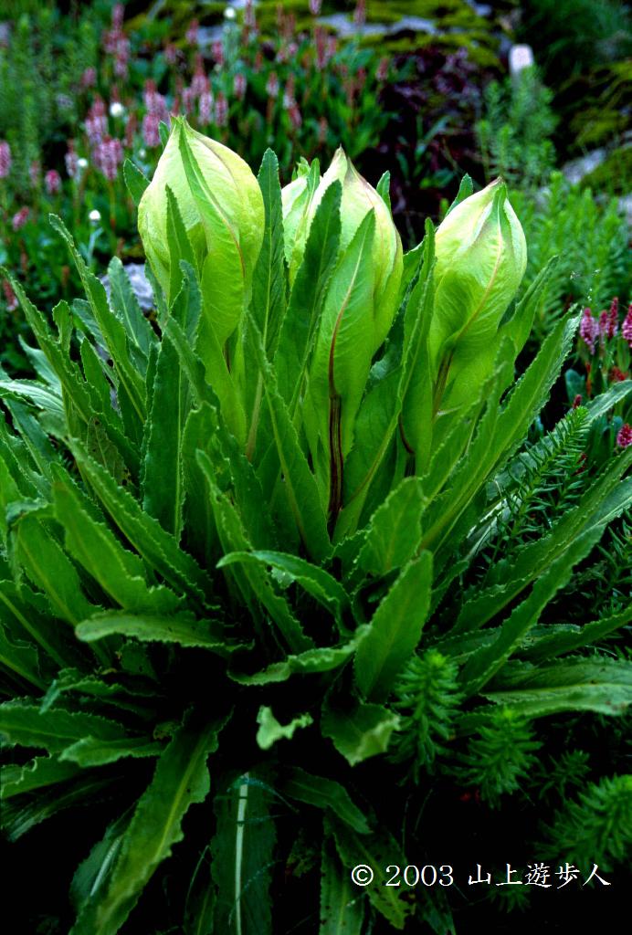 マウスホイールで拡大