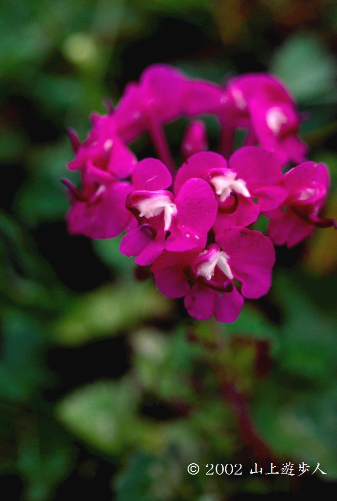 マウスホイールで拡大