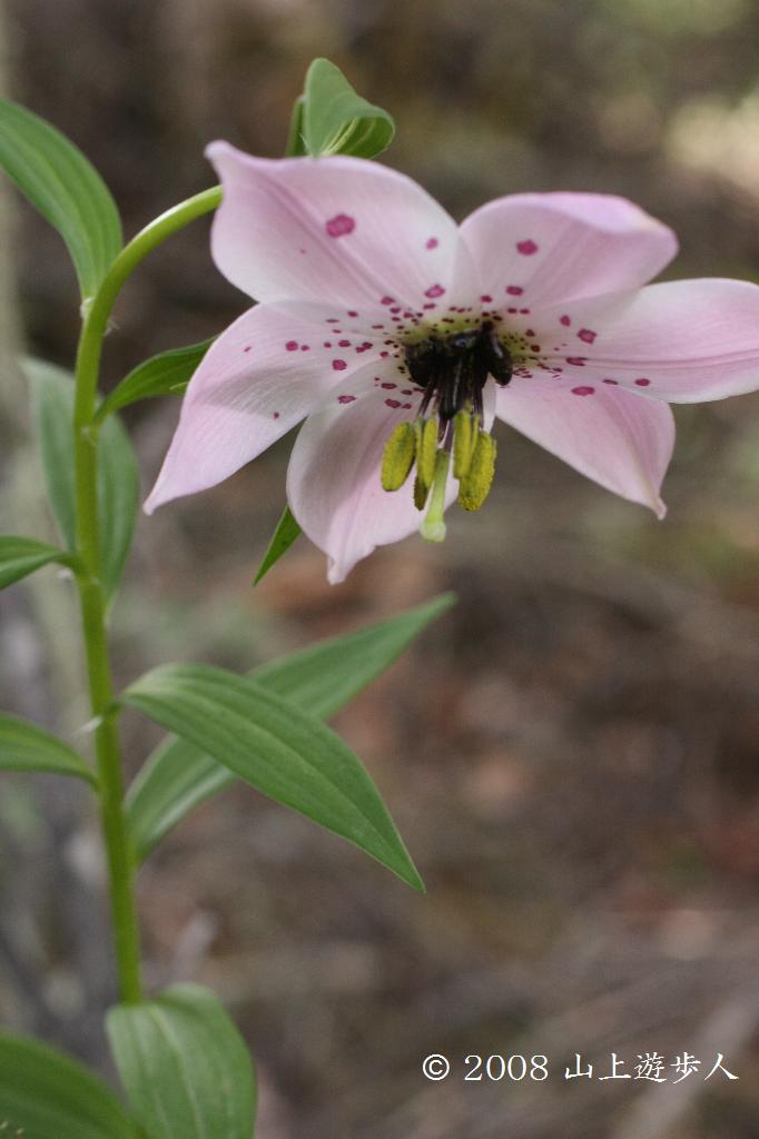 マウスホイールで拡大