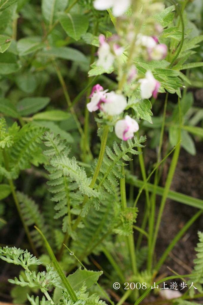 マウスホイールで拡大