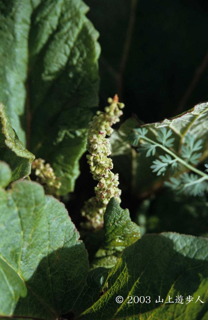 マウスホイールで拡大