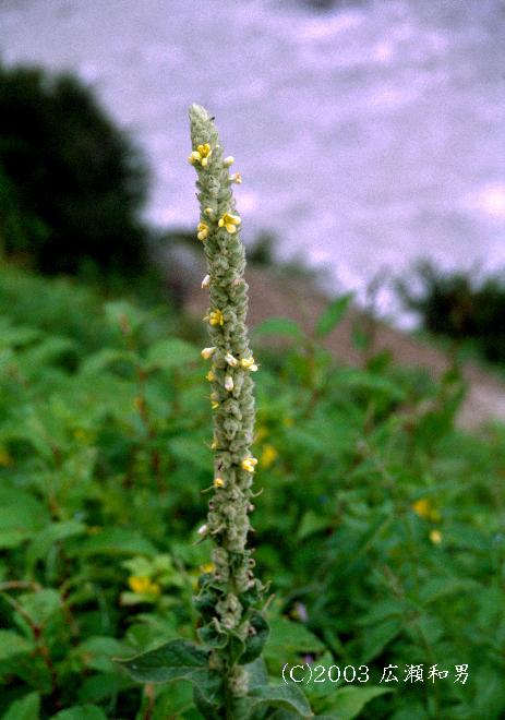 マウスホイールで拡大