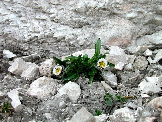 マウスホイールで拡大