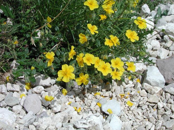 マウスホイールで拡大