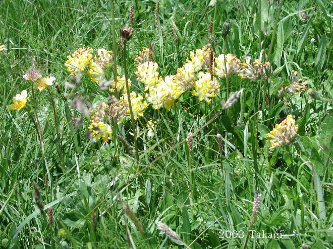 マウスホイールで拡大