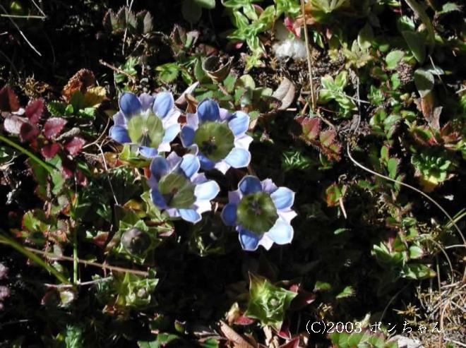 マウスホイールで拡大