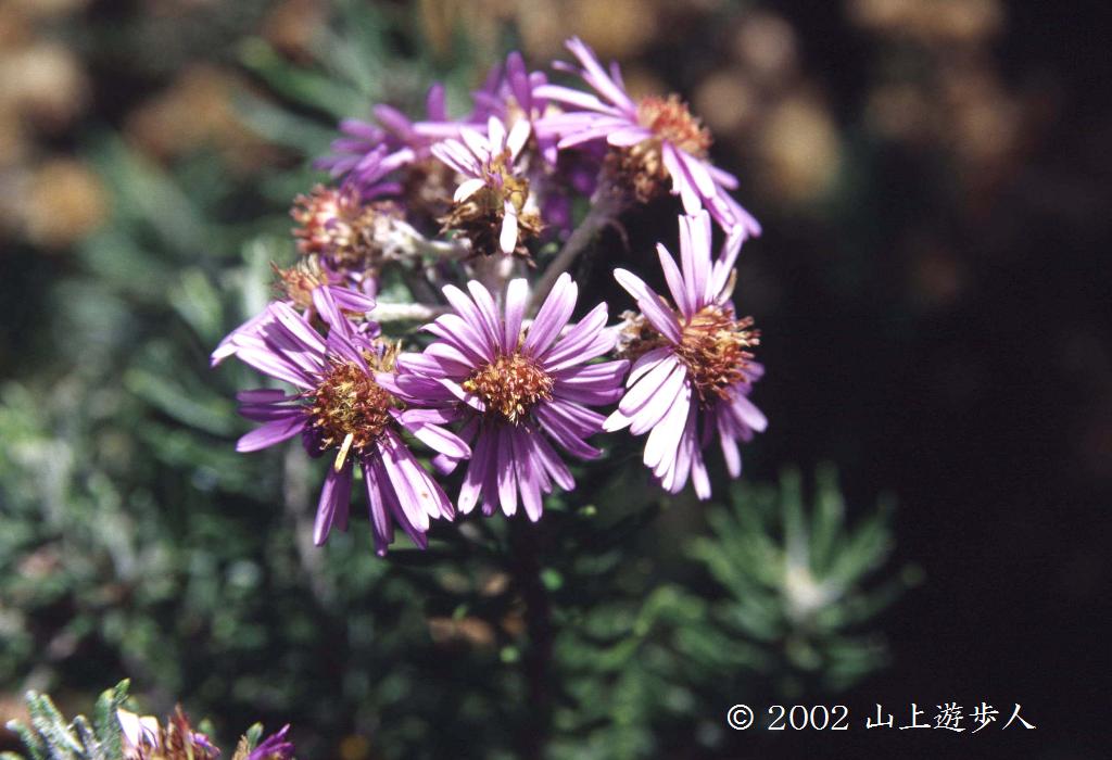 マウスホイールで拡大