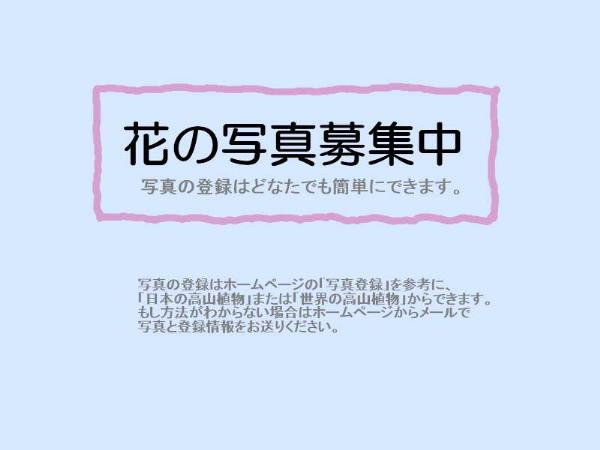 マウスホイールで拡大